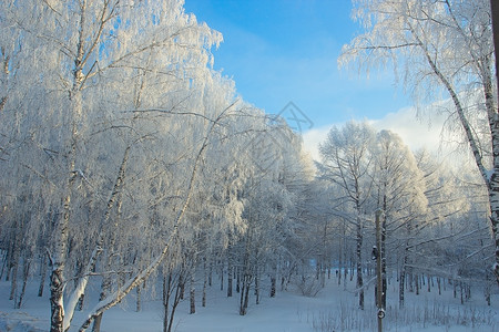 美丽的冬天风景与雪图片