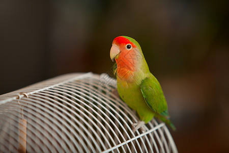 美丽的绿鹦鹉爱情鸟坐着图片