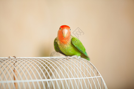 美丽的绿鹦鹉爱情鸟坐着背景图片