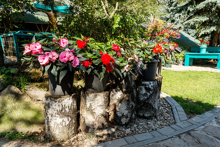 红新几内亚凤仙花在夏日花园桦木块上的花盆中图片