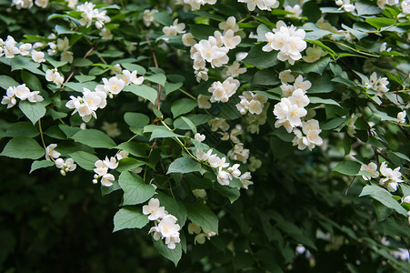 公园灌木丛上的白花图片