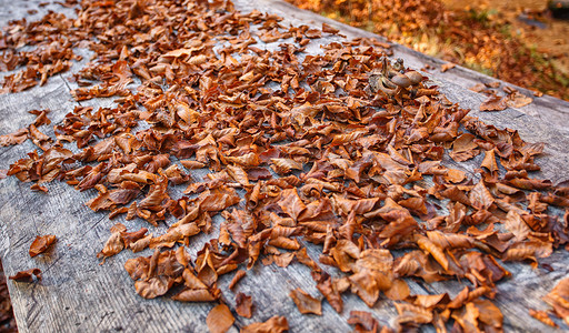 秋叶树堆木背景图片