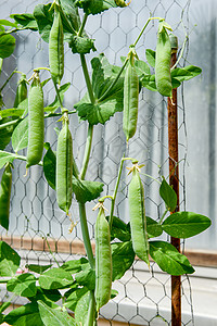 生长在庭院里的成熟多汁的绿豆图片