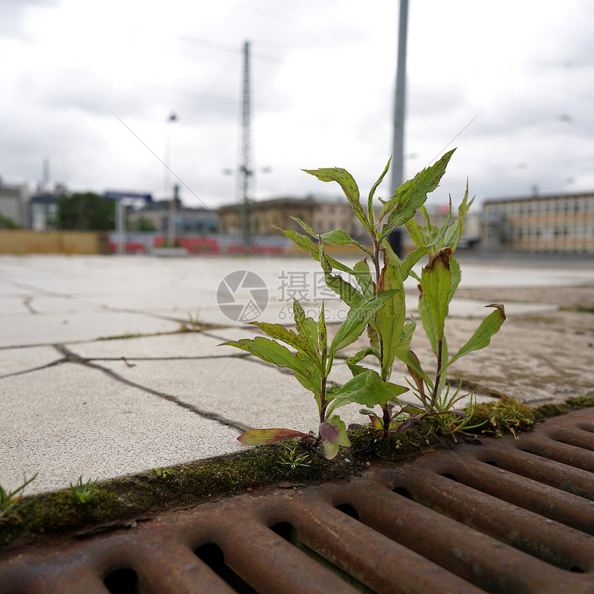 Magdeburg铁路平台上的植物图片
