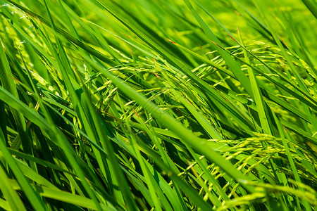 稻田农业产用水稻图片
