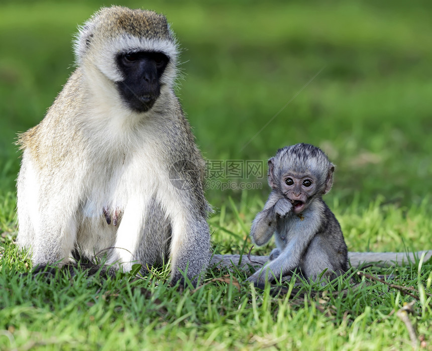 南非自然保护区的活猴子Chlorocebuspygery图片