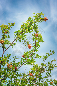 石榴树与蓝天背景中的水果背景图片