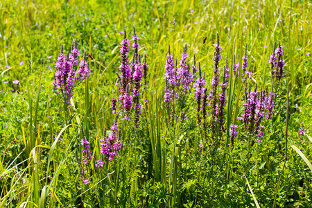 草地上的紫色柳叶图片