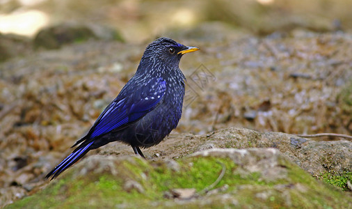 紫蓝色的鸟图片