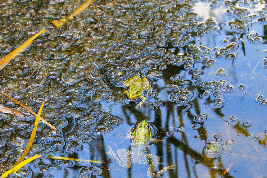 沼泽里的青蛙图片