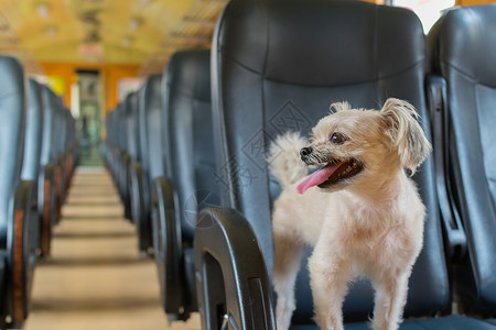 可爱的狗乘坐老式火车旅行图片