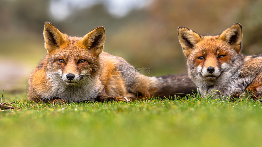 一对欧洲红狐Vulpesvulpes家庭成员躺在草丛中食肉目最丰富的野生成员图片