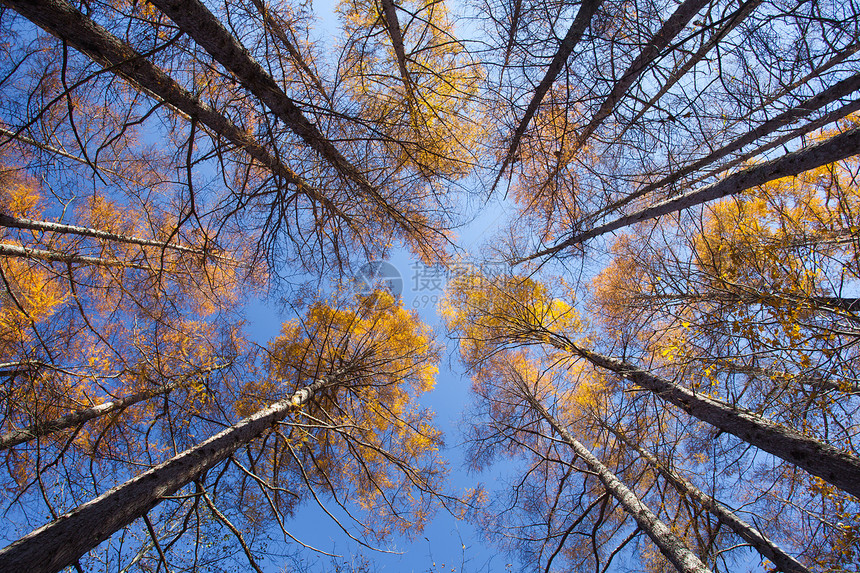秋季松林美丽的秋树图片