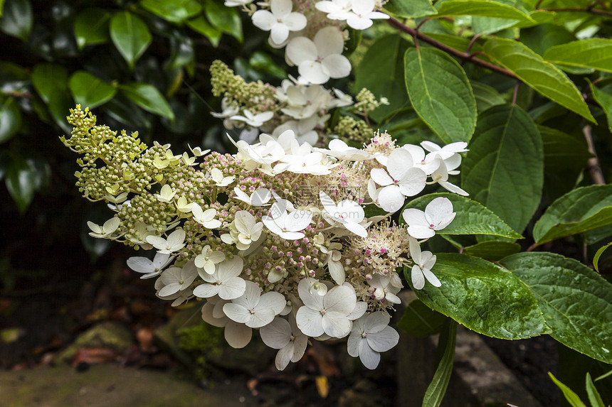 PaniculataHydrangea白色的花朵紧地图片