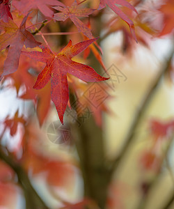 在奥克托贝尔树枝的支架上以各种秋图片
