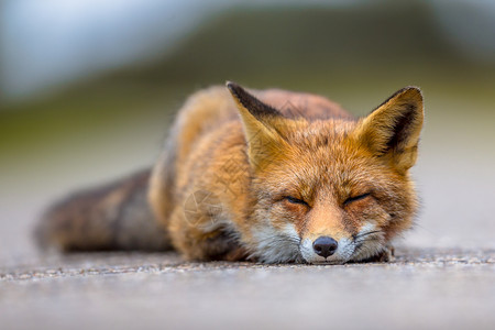欧洲红狐Vulpesvulps在地面沉睡红狐是适应强和机会食肉动物图片