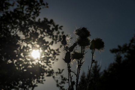 夏日山中带太阳的蓟花图片