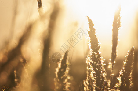在金光和bokeh的青草黄昏日图片