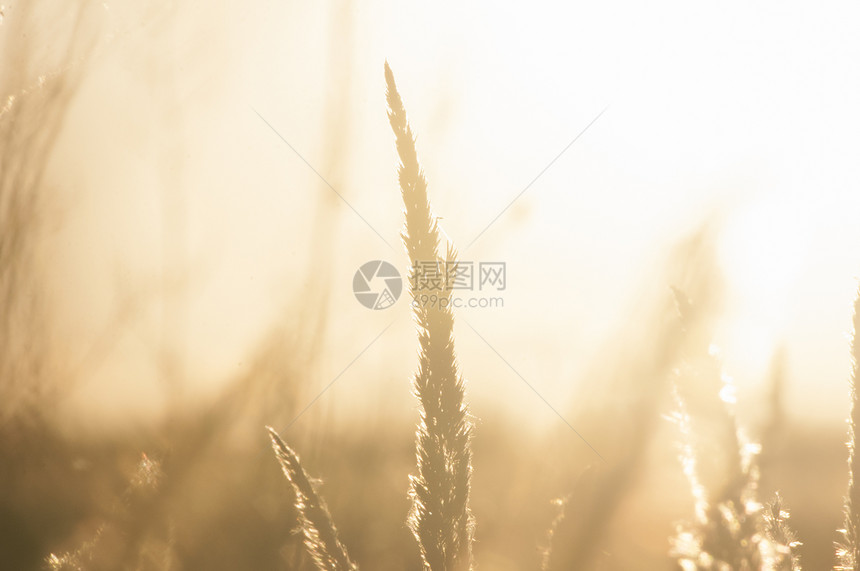 在金光和bokeh的青草黄昏日图片