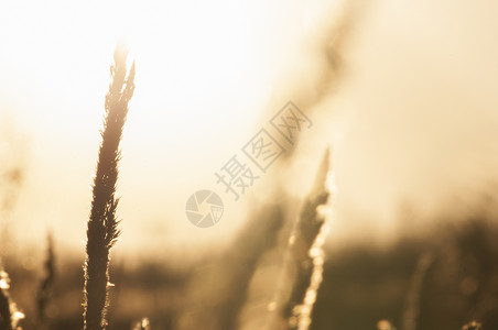 在金光和bokeh的青草黄昏日图片
