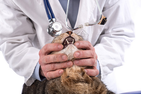 兽医在诊所检查猫牙高清图片