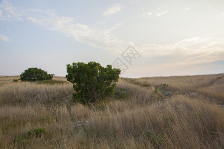 干草和绿色灌木领域图片