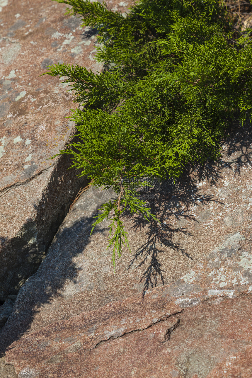 在棕色石头岩石背景的落叶松图片