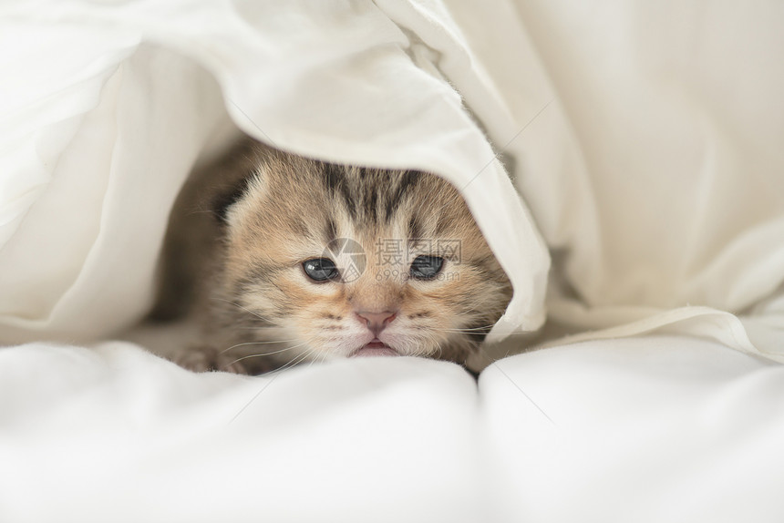 躺在白色毯子下的可爱虎斑小猫图片