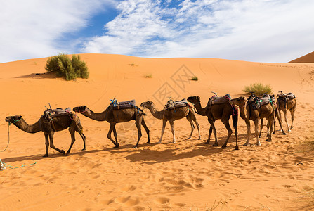 沙丘撒哈拉沙漠摩洛哥图片