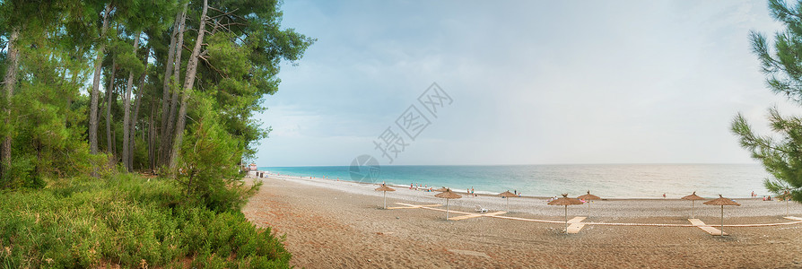 美丽的风景蓝海滩海岸和种植松树图片