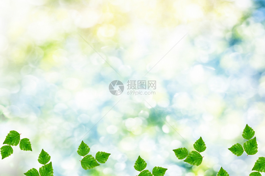 分支明亮多彩的绿色树叶春天风景图片