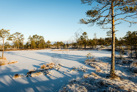 冬季在树林中漫步的旅游小道图片