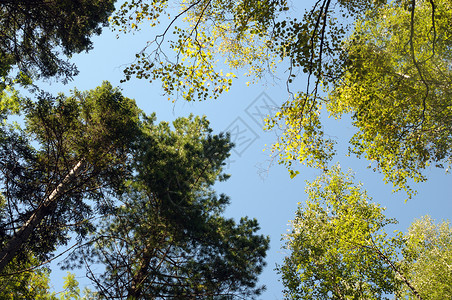 蓝天上的森林树木图片