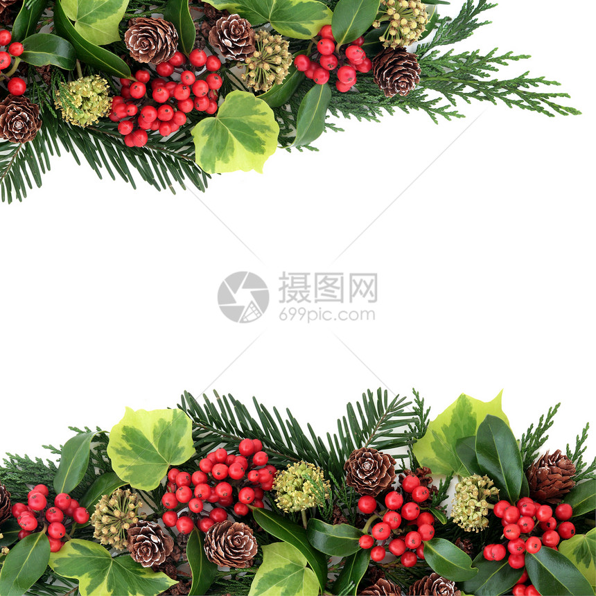 冬季植物群的传统圣诞背景边界与冬青和红色浆果常春藤松果雪松柏树和冷杉叶小枝在白图片