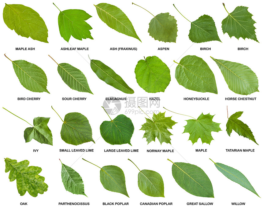 收集树木和灌木的绿叶名字在白色图片