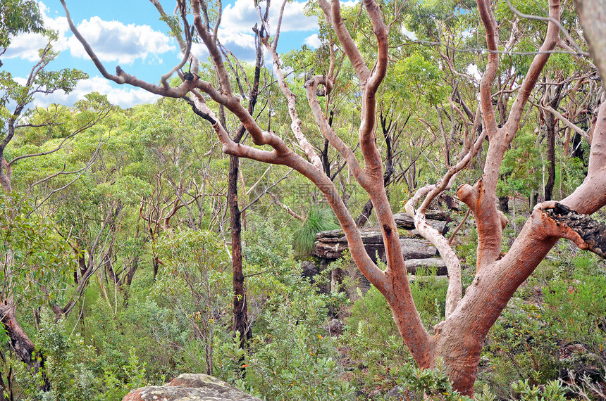 澳大利亚悉尼皇家国公园露天森林中的雪梨红甘树Angophoraco图片