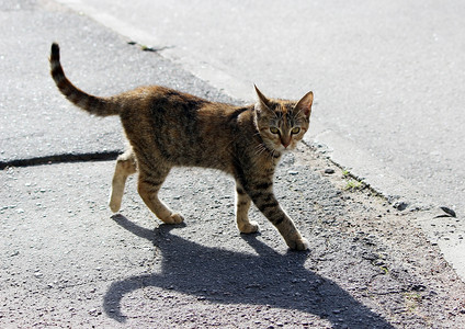 孤单的野猫乌龟壳三色颜是人图片