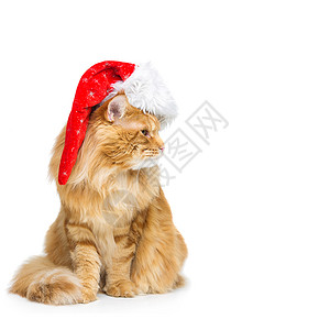 大姜麦当劳猫在圣诞节圣塔帽图片