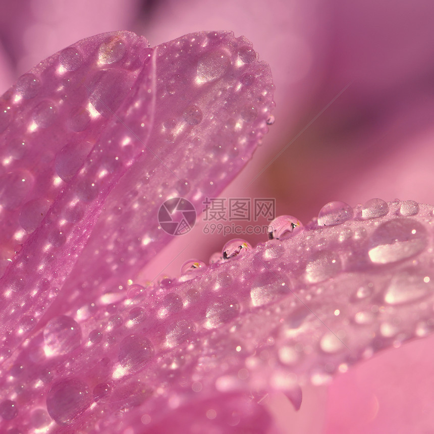 花朵上滴下的宏图美丽的天然粉图片