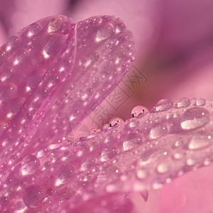 花朵上滴下的宏图美丽的天然粉图片