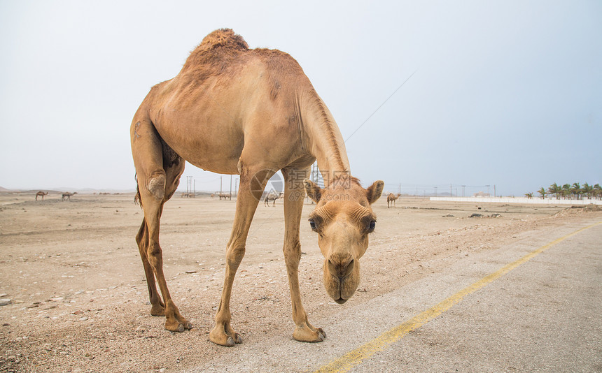 骆驼在阿曼塞拉莱的沙漠中图片