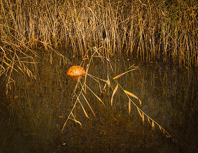秋天公园池塘里的橘子球图片