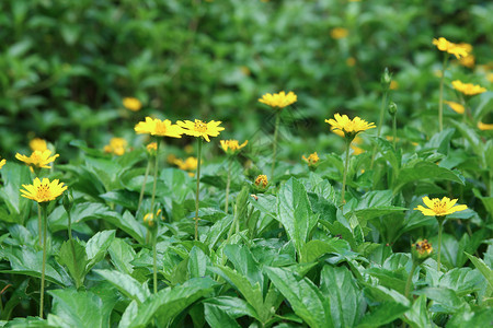 特写黄色新加坡雏菊花背景图片