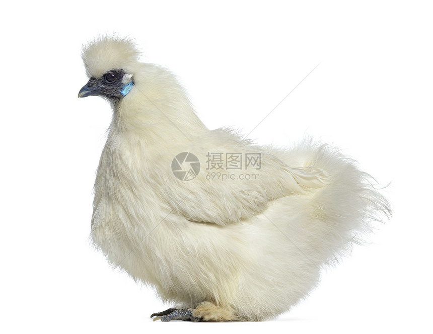 一只被白色隔离的白丝母鸡的侧视图图片