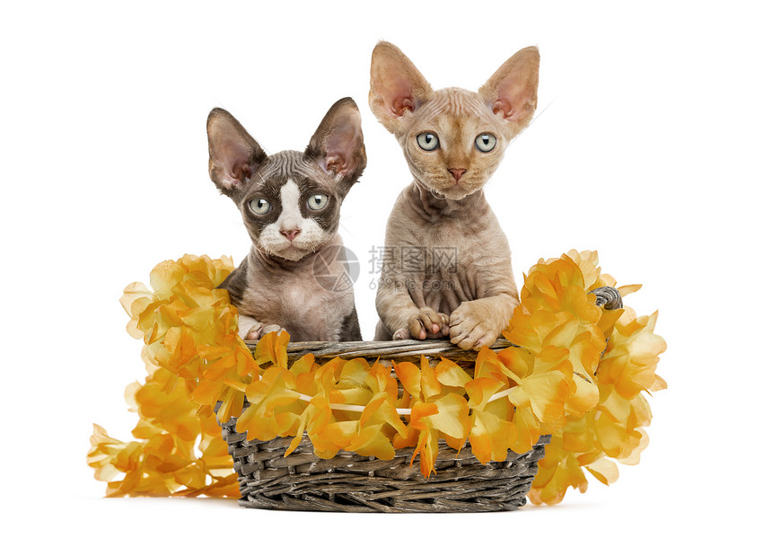 两只DevonRex小猫在一个圆篮子里用白色的图片