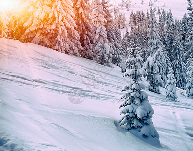 白雪覆盖的fir树木图片