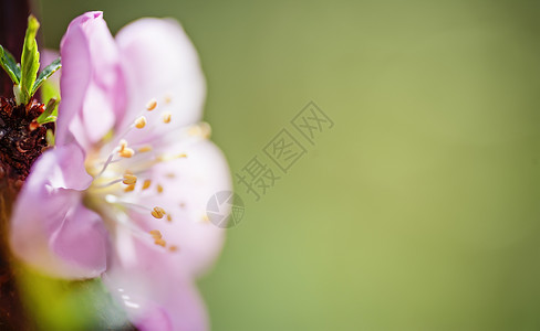 特写粉红色樱桃花自然花卉春季或夏季回来图片