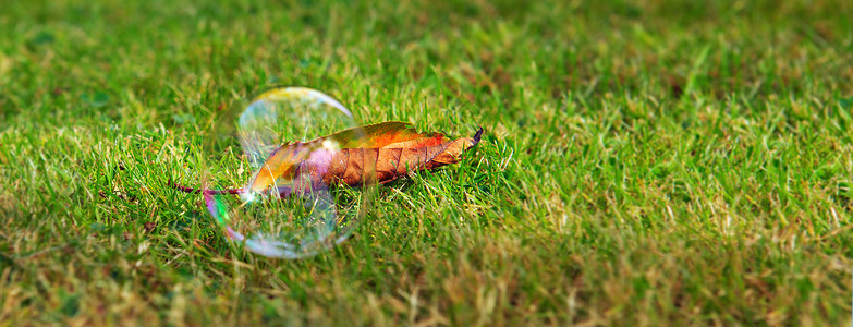 气泡吹机的彩虹泡沫绿色天然背景图片
