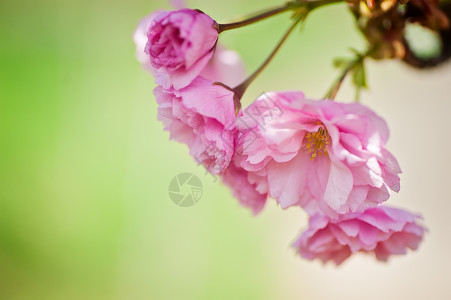 特写樱花树枝樱花自然花卉背景图片