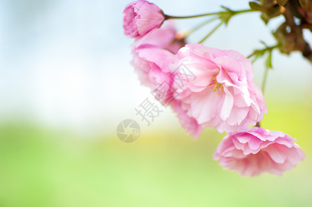 美丽漂亮的樱花天然背景图片